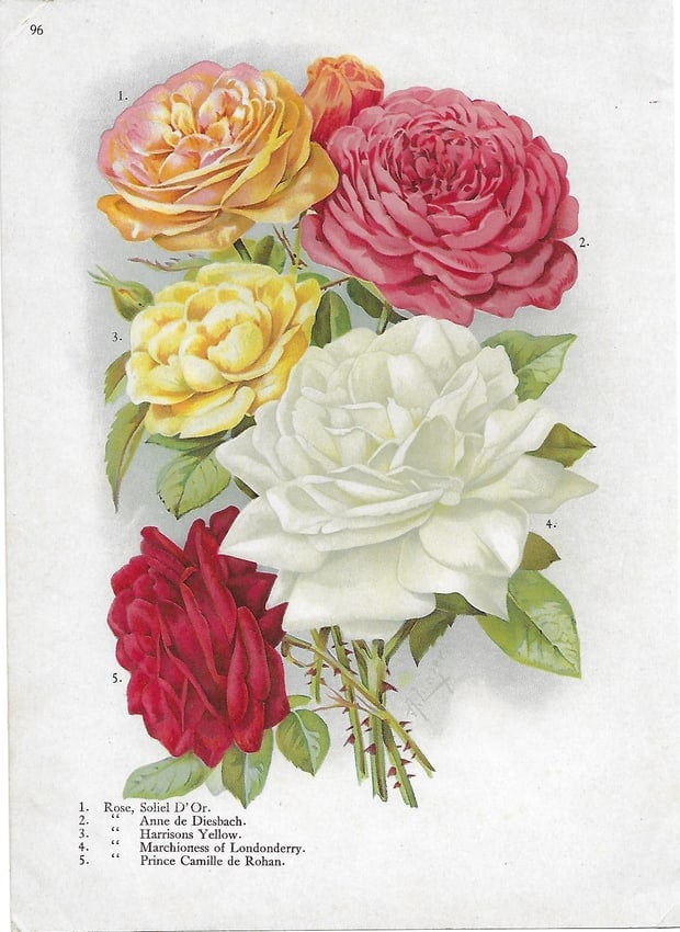 Rolses - Soleil d'Or, etc - antique botanical print: Lot Title: Rolses - Soleil d'Or, etc - antique botanical print Author/Artist: Alois Lunzer Date: c1900 Source: First National Nurseries catalog, Rochester Size/Format: 9.75 x 7.25 inches Process: