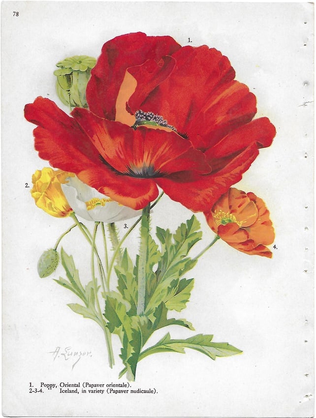 Poppy varieties - antique botanical printt: Lot Title: Poppy varieties - antique botanical printt Author/Artist: Alois Lunzer Date: c1900 Source: First National Nurseries catalog, Rochester Size/Format: 9.75 x 7.25 inches Process: