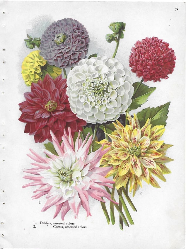 Dahlias - antique botanical print: Lot Title: Dahlias - antique botanical print Author/Artist: Alois Lunzer Date: c1900 Source: First National Nurseries catalog, Rochester Size/Format: 9.75 x 7.25 inches Process: Chromolithography