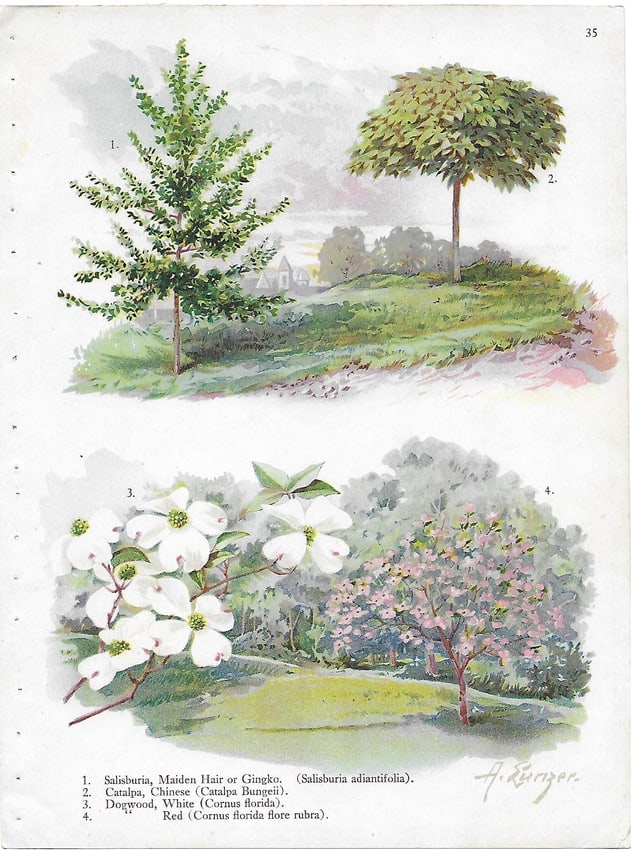 Gingko, Catalpa, Dogwood - antique landscaping print: Lot Title: Gingko, Catalpa, Dogwood - antique landscaping print Author/Artist: Alois Lunzer Date: c1900 Source: First National Nurseries catalog, Rochester Size/Format: 9.75 x 7.25 inches Process: