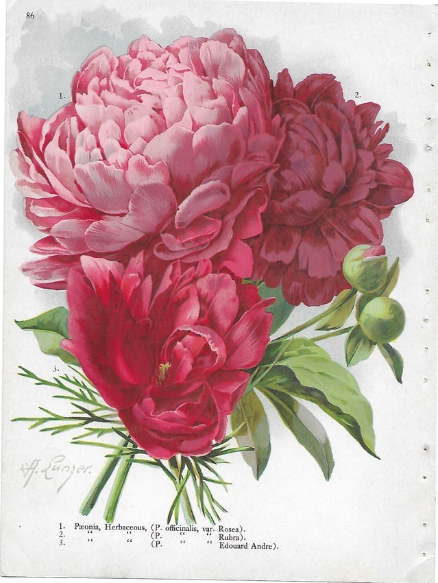 Peonies - antique botanical print: Lot Title: Peonies - antique botanical print Author/Artist: Alois Lunzer Date: c1900 Source: First National Nurseries catalog, Rochester Size/Format: 9.75 x 7.25 inches Process: Chromolithography Addi
