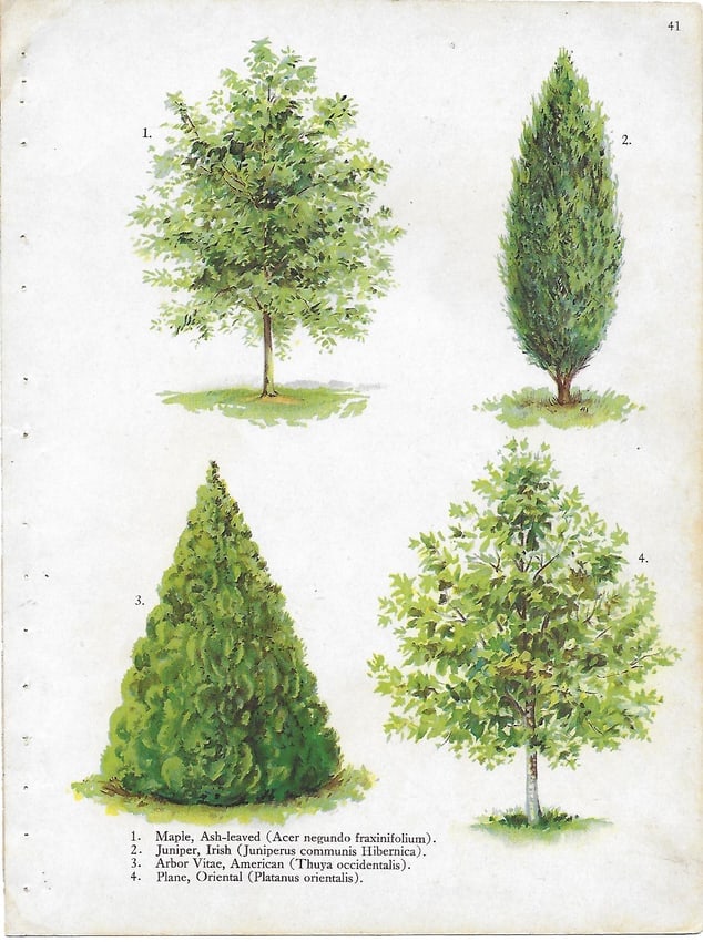 Trees - Maple Juniper Arbor Vitae Plane - antique landscaping print: Lot Title: Trees - Maple Juniper Arbor Vitae Plane - antique landscaping print Author/Artist: Alois Lunzer Date: c1900 Source: First National Nurseries catalog, Rochester Size/Format: 9.75 x 7.25 inch