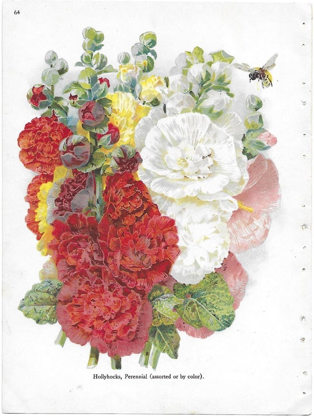 Hollyhocks - antique botanical print (1 of 1)