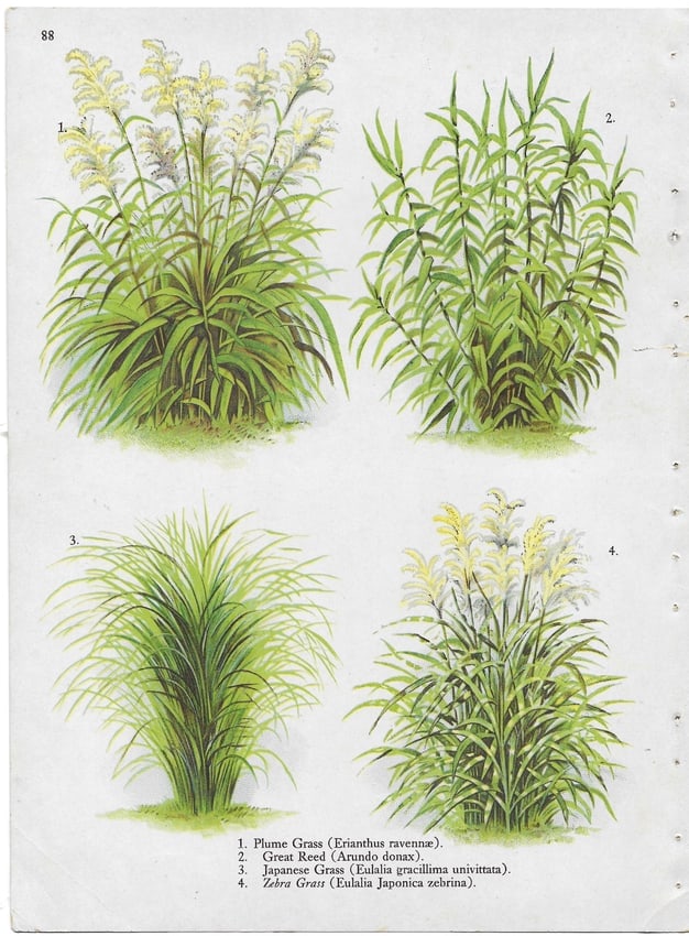 Grasses & Reeds - antique landscaping print: Lot Title: Grasses & Reeds - antique landscaping print Author/Artist: Alois Lunzer Date: c1900 Source: First National Nurseries catalog, Rochester Size/Format: 9.75 x 7.25 inches Process: