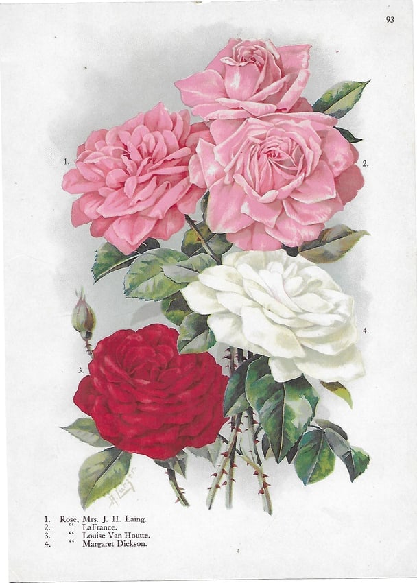 Roses, J D Laing et al - antique botanical print: Lot Title: Roses, J D Laing et al - antique botanical print Author/Artist: Alois Lunzer Date: c1900 Source: First National Nurseries catalog, Rochester Size/Format: 9.75 x 7.25 inches Process: