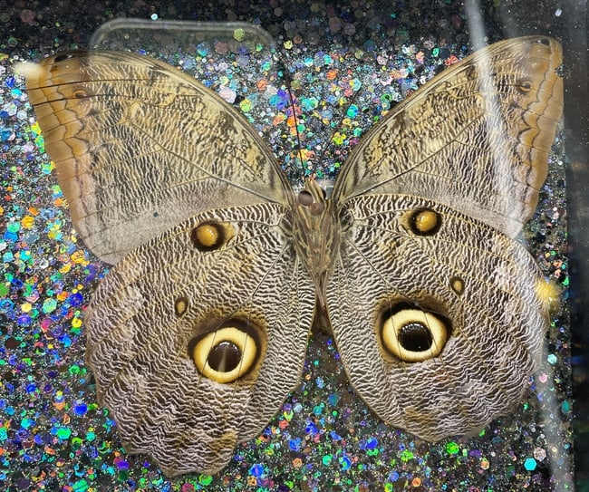 6 Caligo Owl Mimic BUTTERFLY MOUNT FRAMED - 2