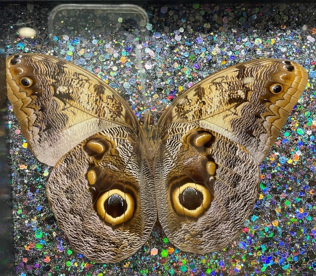 6 Caligo Owl Mimic BUTTERFLY MOUNT FRAMED - 4