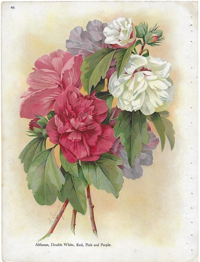 Altheas - antique botanical print: Lot Title: Altheas - antique botanical print Author/Artist: Alois Lunzer Date: c1900 Source: First National Nurseries catalog, Rochester Size/Format: 9.75 x 7.25 inches Process: Chromolithography Addi