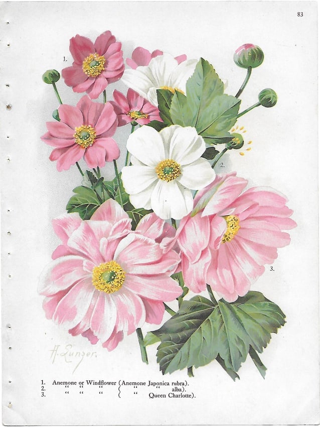 Anemones - antique botanical print: Lot Title: Anemones - antique botanical print Author/Artist: Alois Lunzer Date: c1900 Source: First National Nurseries catalog, Rochester Size/Format: 9.75 x 7.25 inches Process: Chromolithography Add