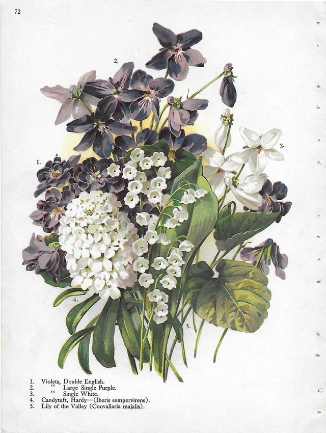 Violet, Candytuft, Lily - antique botanical print: Lot Title: Violet, Candytuft, Lily - antique botanical print Author/Artist: Alois Lunzer Date: c1900 Source: First National Nurseries catalog, Rochester Size/Format: 9.75 x 7.25 inches Process: