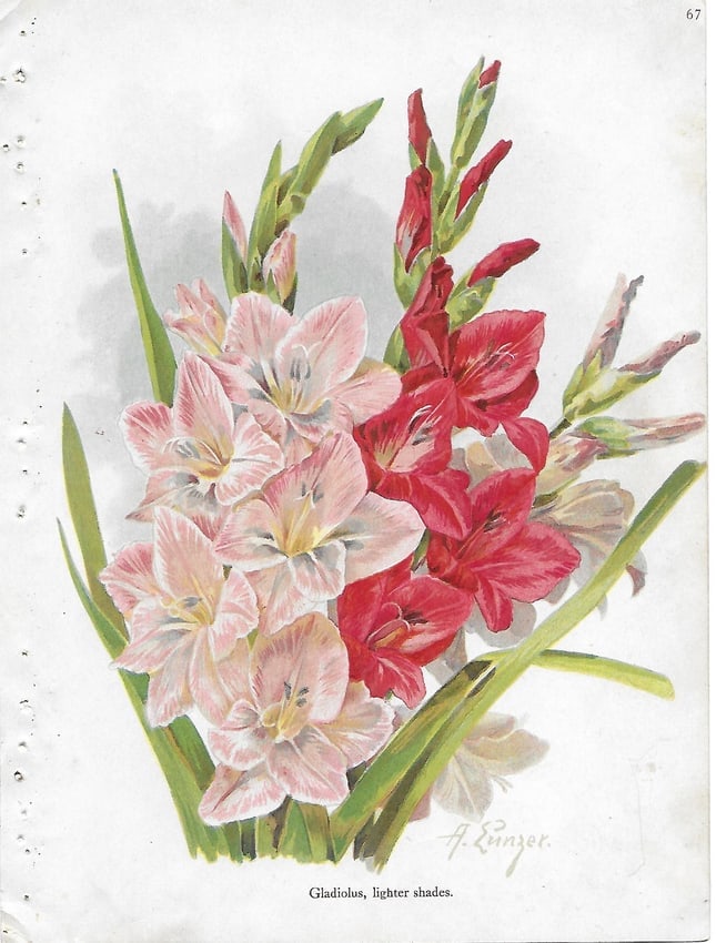 Gladiolas - antique botanical print (1 of 1)