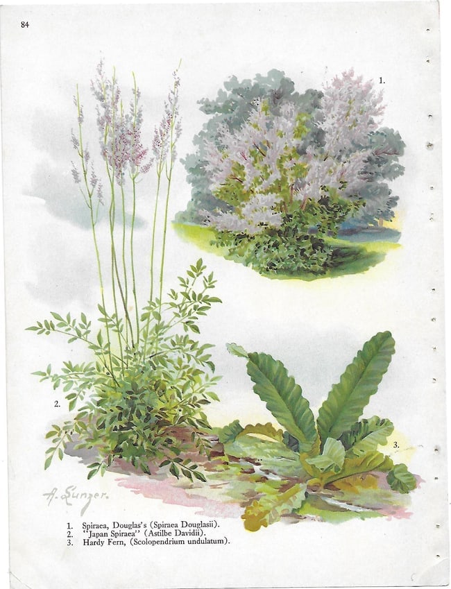 Spiraea, Fern - antique landscaping print: Lot Title: Spiraea, Fern - antique landscaping print Author/Artist: Alois Lunzer Date: c1900 Source: First National Nurseries catalog, Rochester Size/Format: 9.75 x 7.25 inches Process: