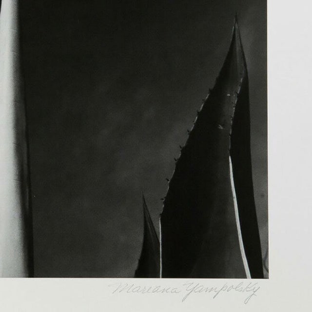 Mariana Yampolsky "Maguey Capado" Lithographic Photo Print Limited 29 of 250 Signed - 4