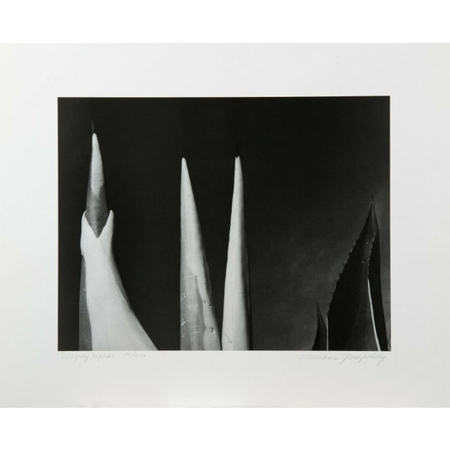 Mariana Yampolsky "Maguey Capado" Lithographic Photo Print Limited 29 of 250 Signed - 5