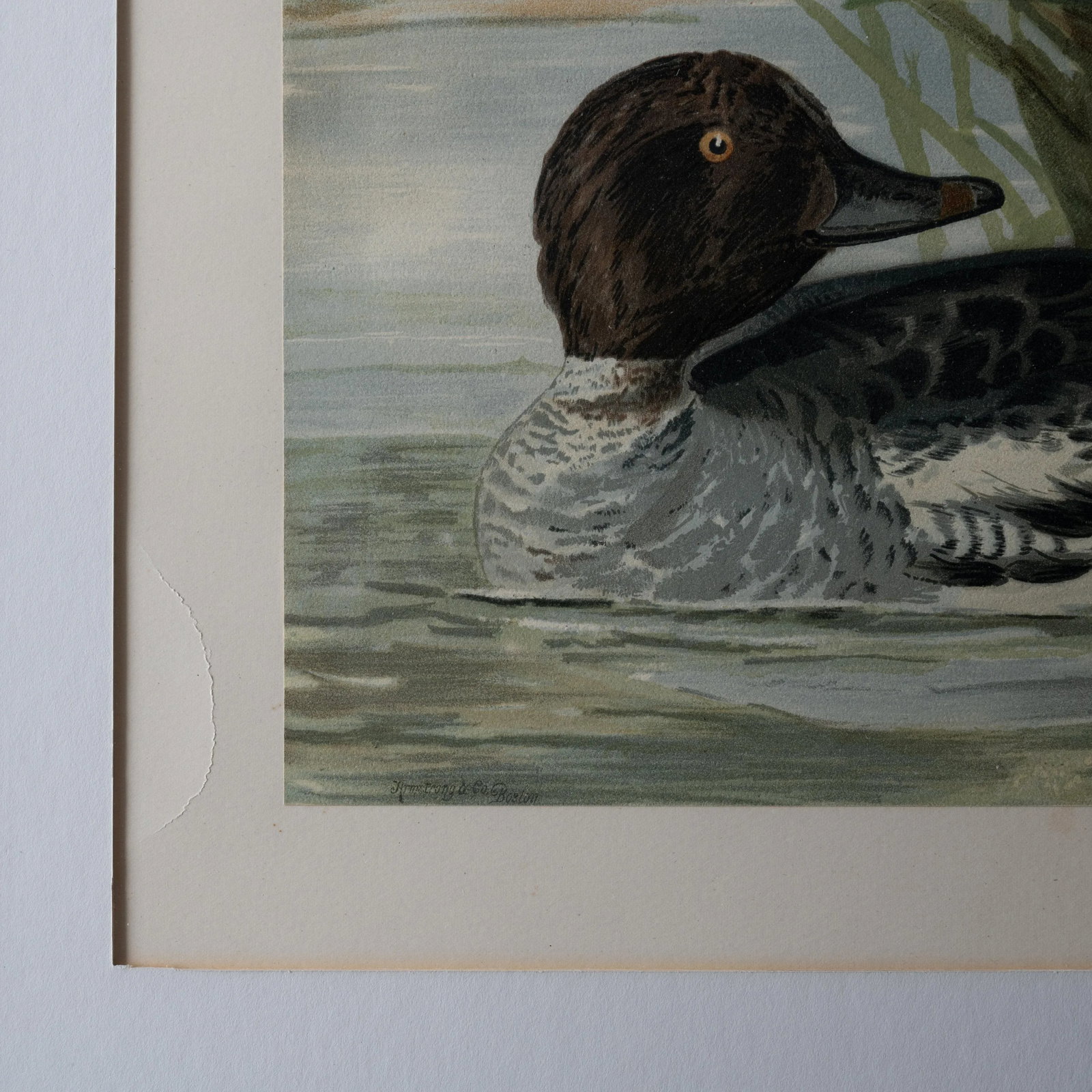 A Pair of Alexander Pope Jr. Duck Chromolithographs, 1878 - 7