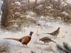 Winter Snow Scene with Pheasants with Golden Sky by 20th Century German Artist 1998 - 2