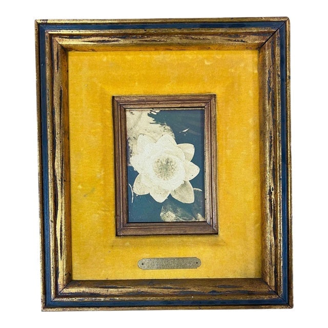 1980s Still Life Floral "Water Lily" Oil on Board by James Pasqual Bettio: Title: 1980s Still Life Floral "Water Lily" Oil on Board by James Pasqual Bettio Description: Original Still Life of a Water Lily Oil on Board with original hand-painted frame by James Pasqual Bettio.