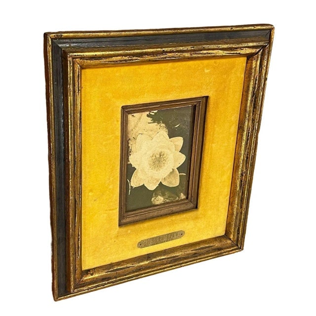 1980s Still Life Floral "Water Lily" Oil on Board by James Pasqual Bettio - 2