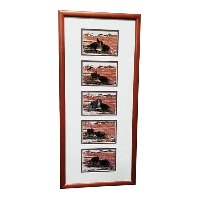 Hawaiian Nature Photographic Silver Print Set Titled "Mea'ai" by Michael Lemes: Title: Hawaiian Nature Photographic Silver Print Set Titled "Mea'ai" by Michael Lemes Description: Experience the enchanting allure of Hawaii's wildlife captured in Michael Lemes' series of original