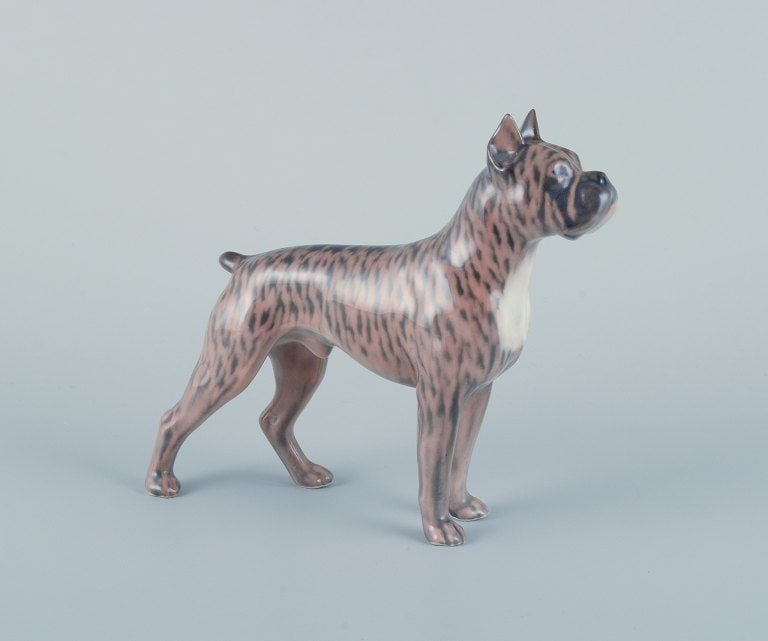 Royal Copenhagen, porcelain dog, standing boxer. - 2