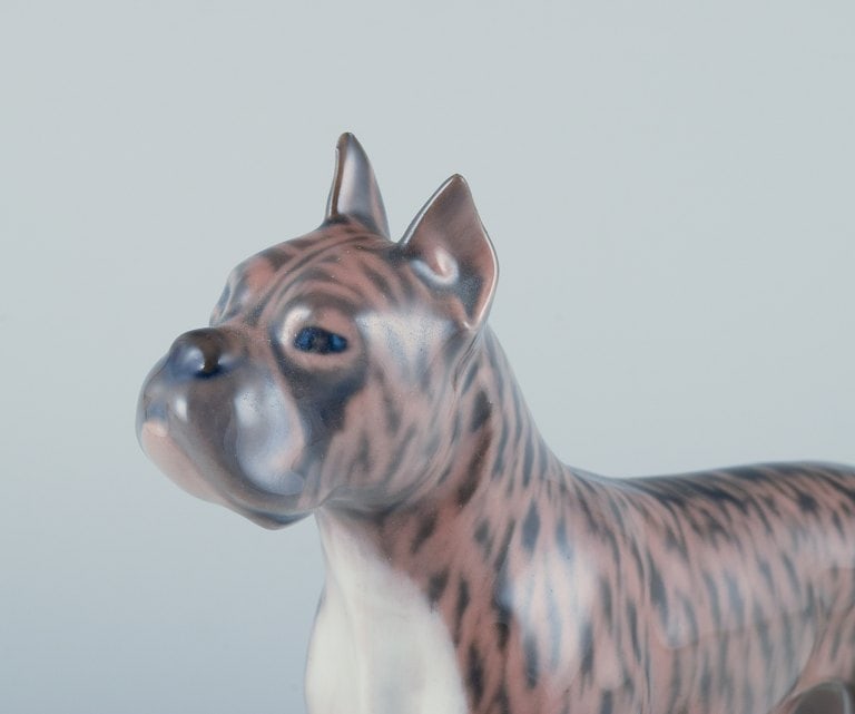 Royal Copenhagen, porcelain dog, standing boxer. - 4