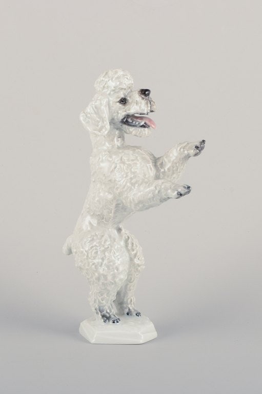 Fritz Heidenreich for Rosenthal, Germany, large standing porcelain poodle.: Fritz Heidenreich for Rosenthal, Germany, large standing porcelain poodle. Approximately from the 1930s. Model number 5155. Marked. In perfect condition. First factory quality. Dimensions: Height