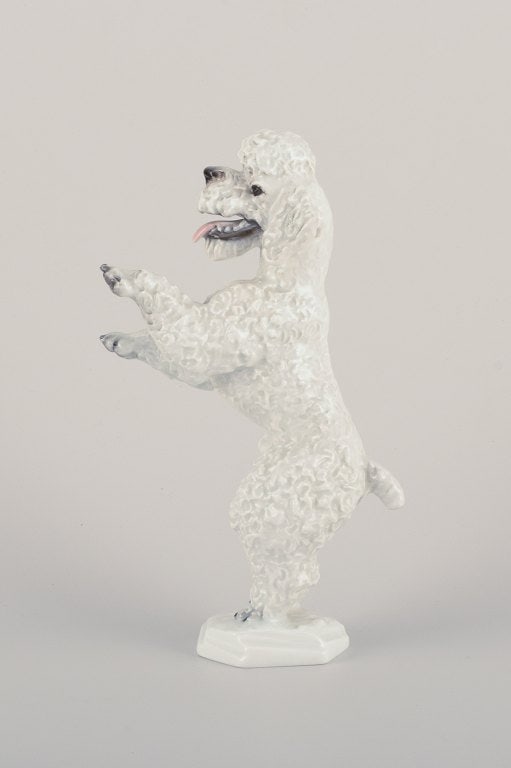 Fritz Heidenreich for Rosenthal, Germany, large standing porcelain poodle. - 3
