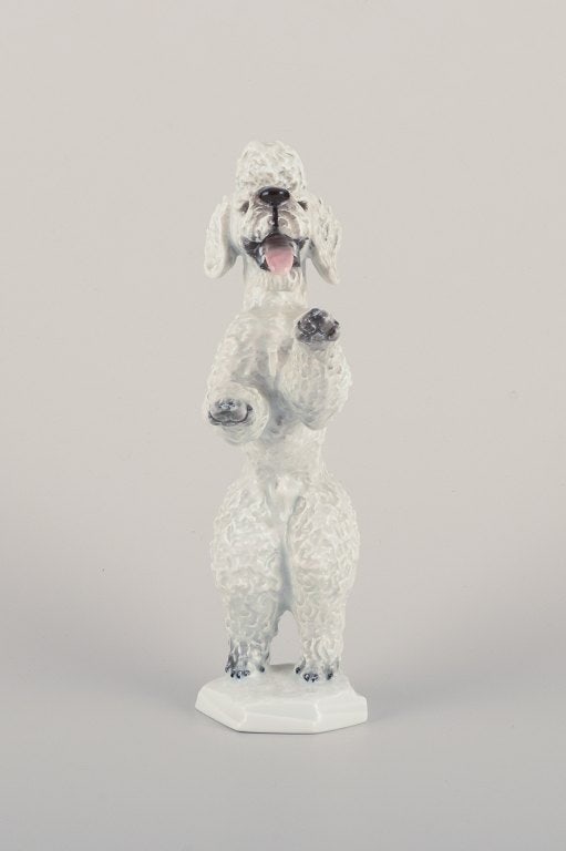 Fritz Heidenreich for Rosenthal, Germany, large standing porcelain poodle. - 4