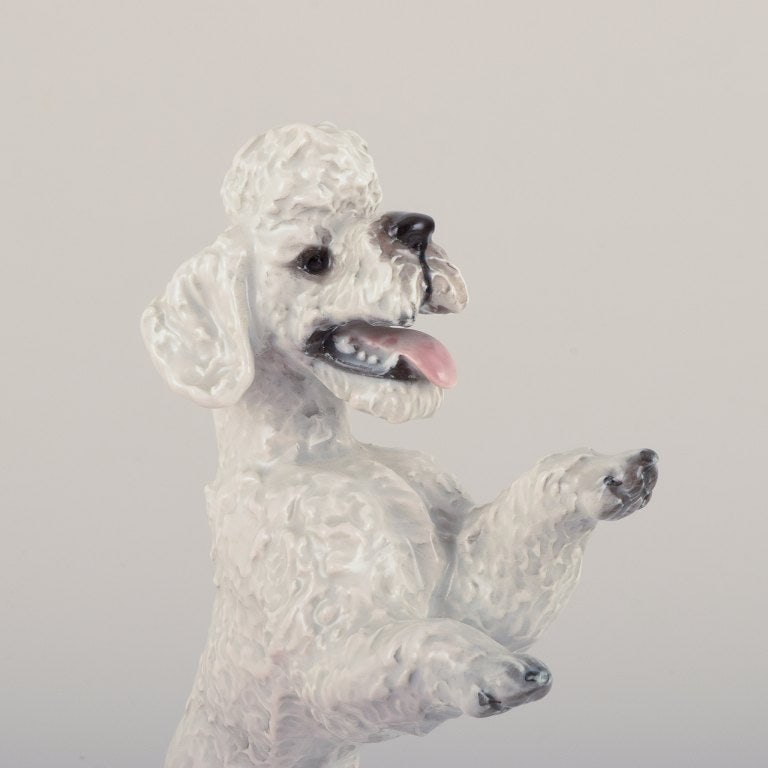 Fritz Heidenreich for Rosenthal, Germany, large standing porcelain poodle. - 5