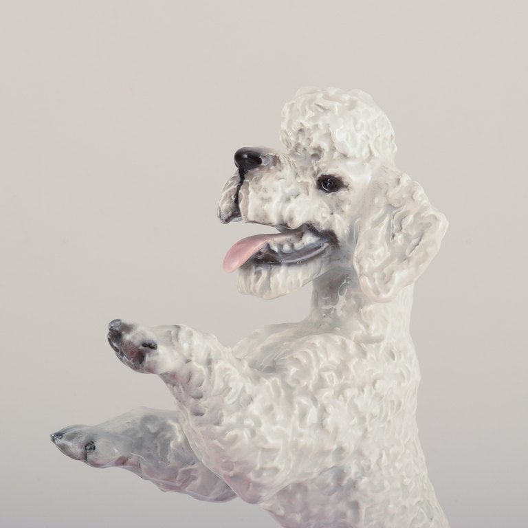 Fritz Heidenreich for Rosenthal, Germany, large standing porcelain poodle. - 6