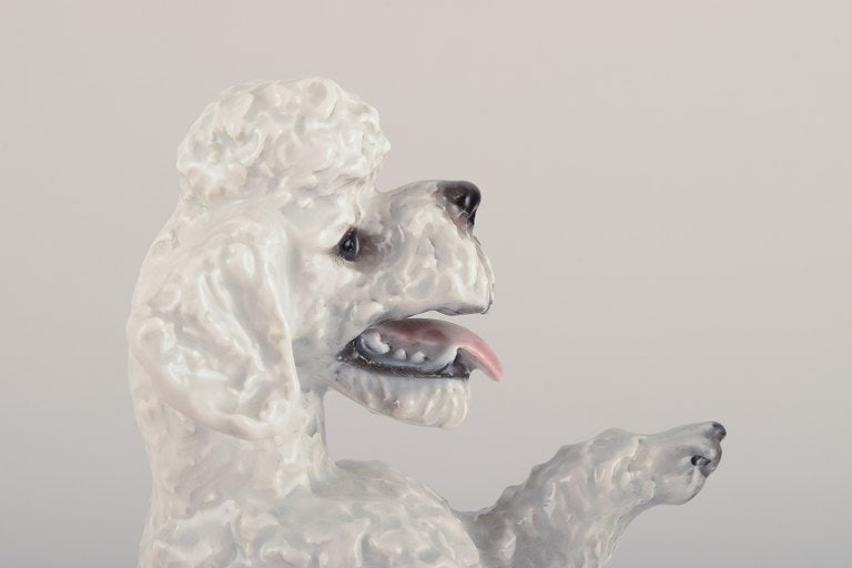Fritz Heidenreich for Rosenthal, Germany, large standing porcelain poodle. - 7