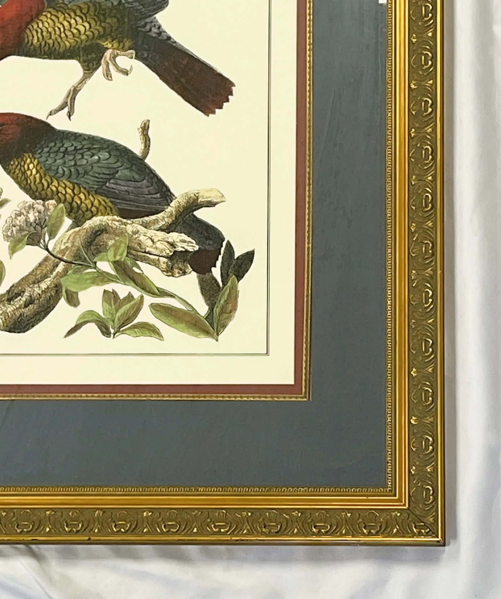 Vintage Pair of Realistic Parrot Prints Framed Under Glass- a Pair - 10