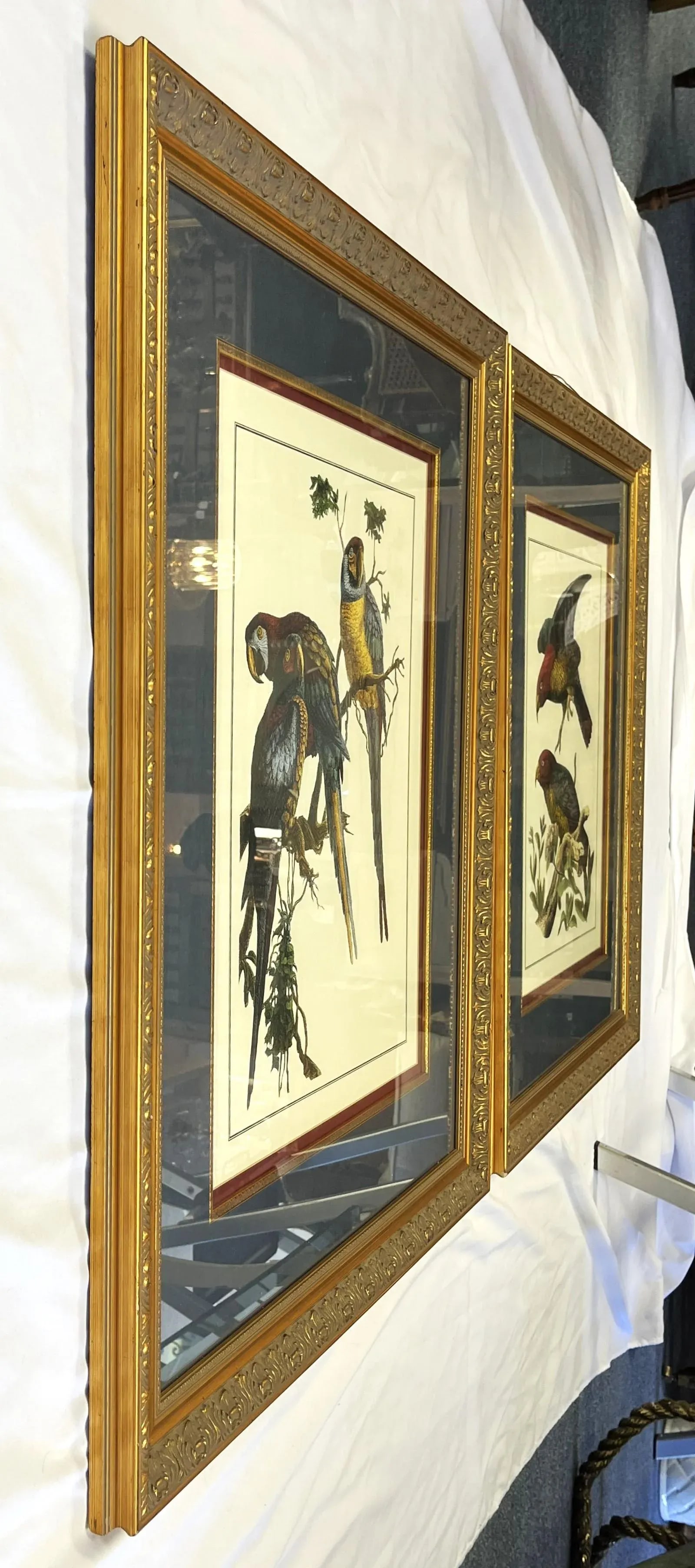 Vintage Pair of Realistic Parrot Prints Framed Under Glass- a Pair - 11