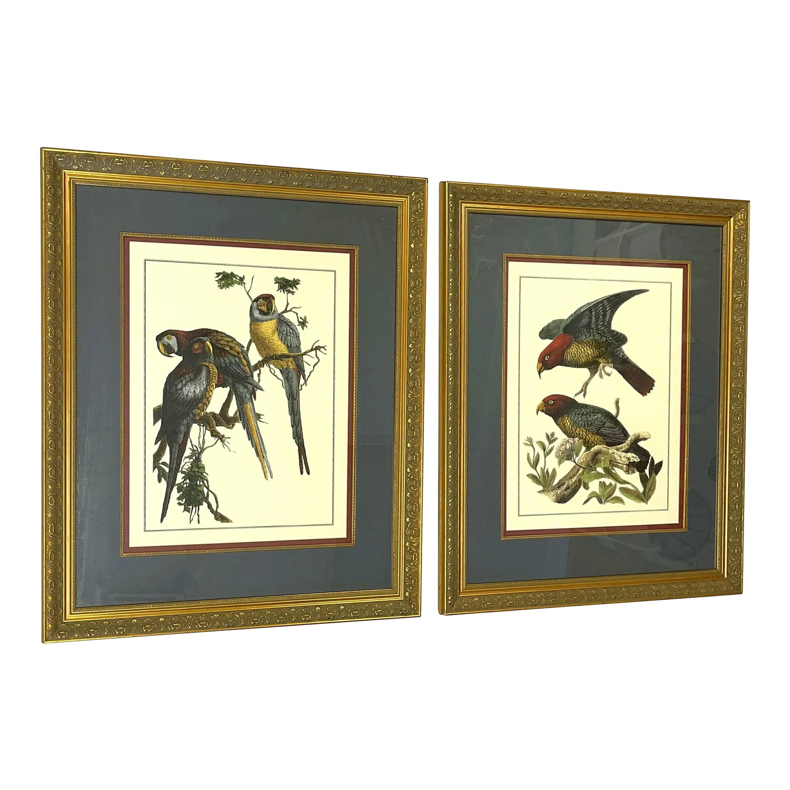 Vintage Pair of Realistic Parrot Prints Framed Under Glass- a Pair (1 of 12)