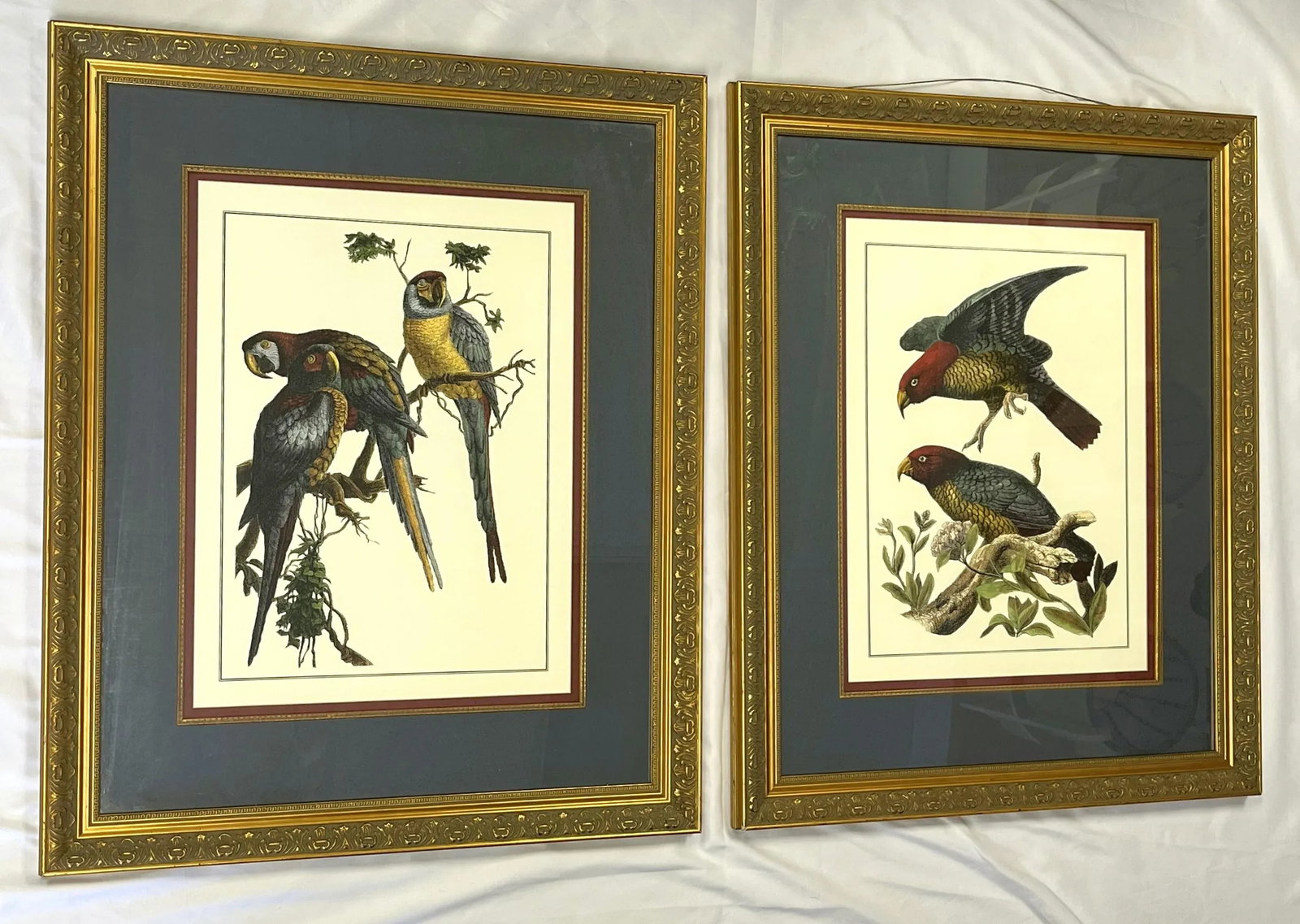 Vintage Pair of Realistic Parrot Prints Framed Under Glass- a Pair - 2