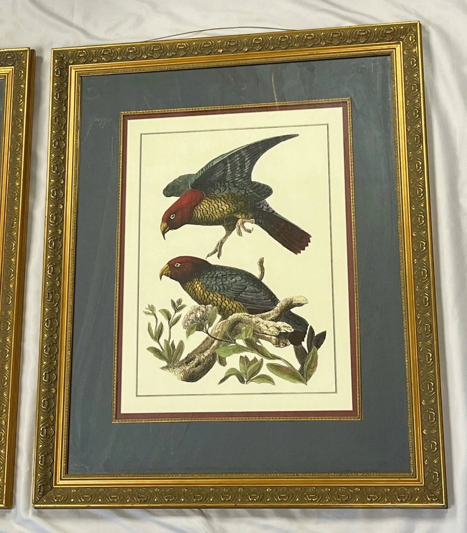 Vintage Pair of Realistic Parrot Prints Framed Under Glass- a Pair - 3