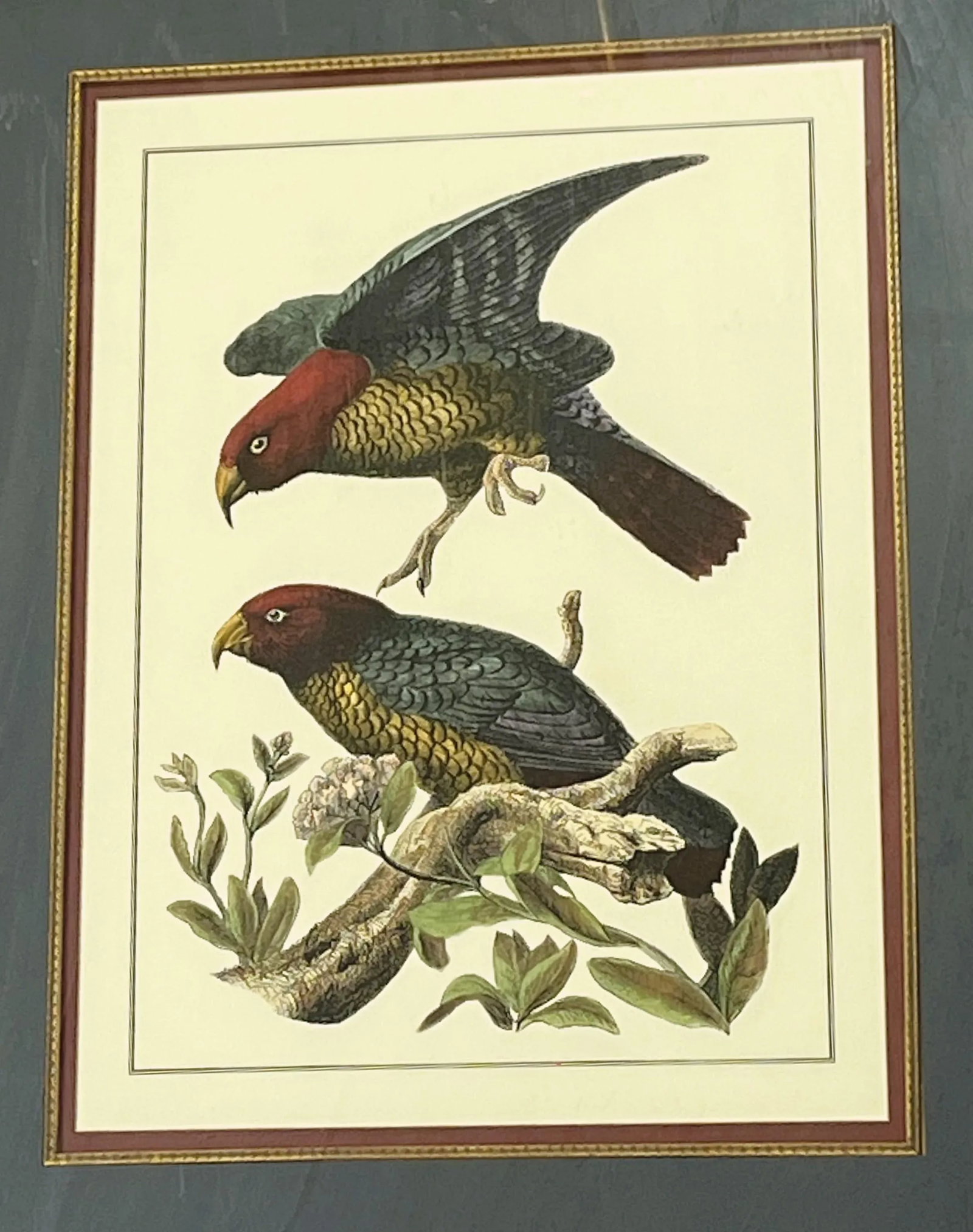 Vintage Pair of Realistic Parrot Prints Framed Under Glass- a Pair - 4