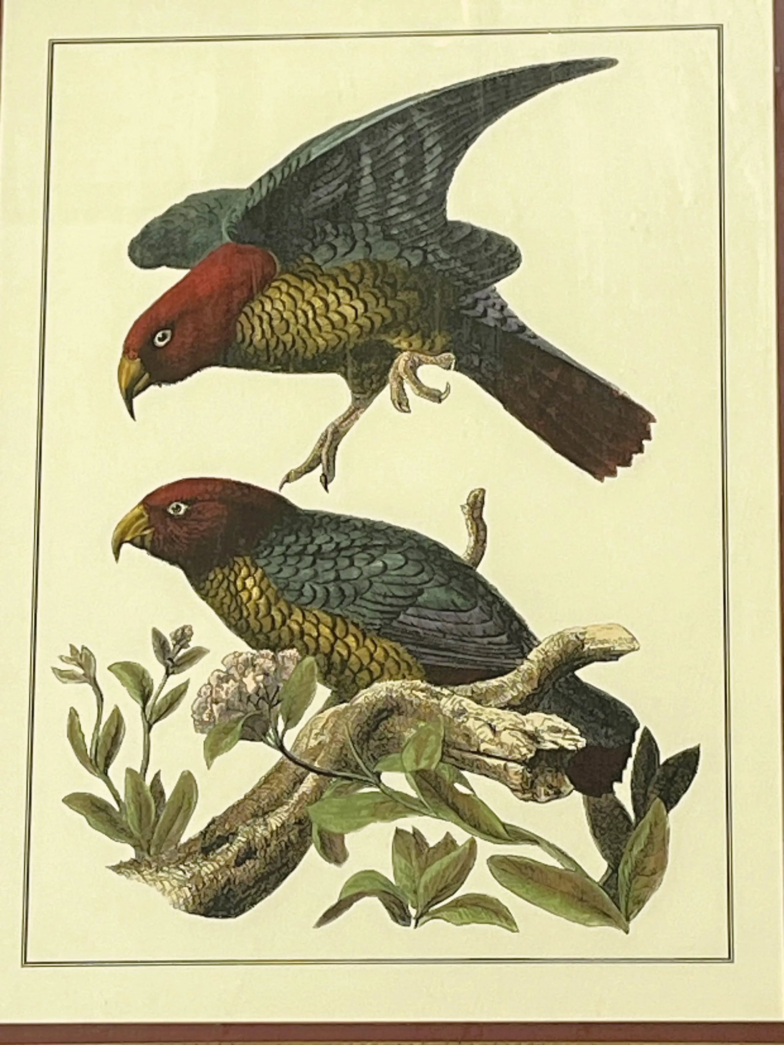 Vintage Pair of Realistic Parrot Prints Framed Under Glass- a Pair - 5