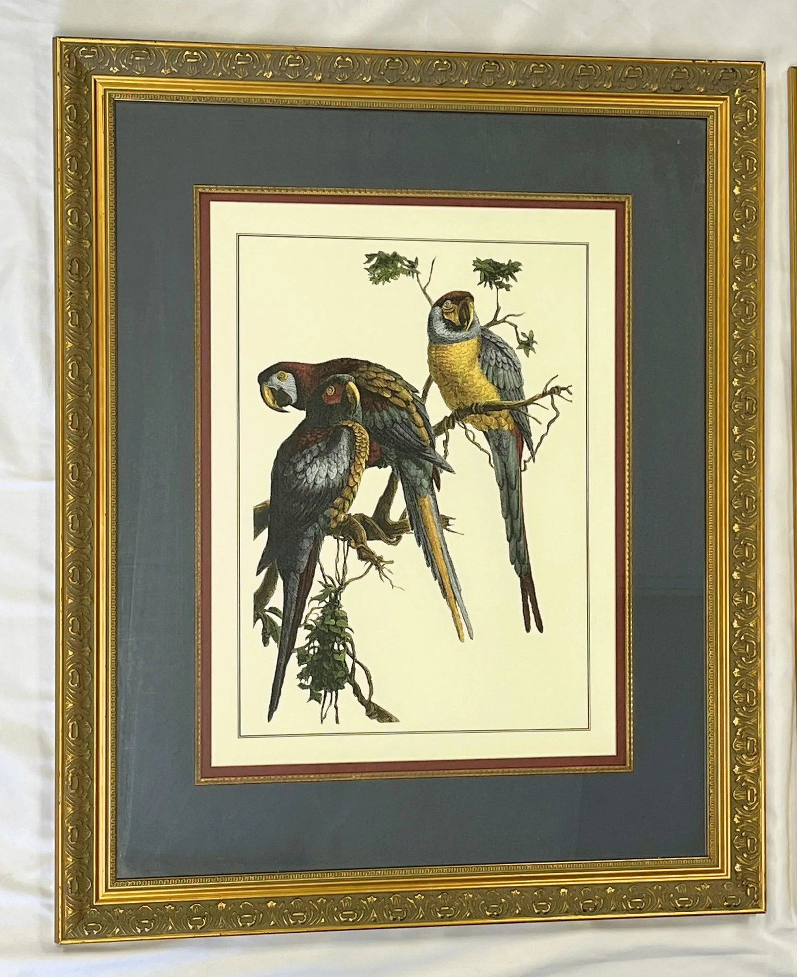 Vintage Pair of Realistic Parrot Prints Framed Under Glass- a Pair - 6