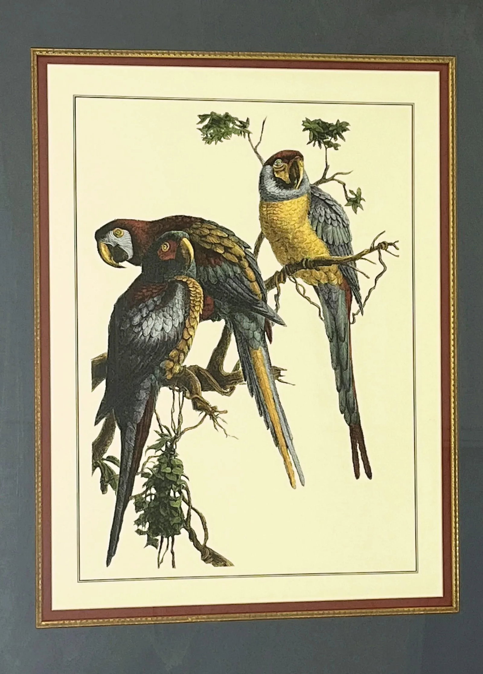 Vintage Pair of Realistic Parrot Prints Framed Under Glass- a Pair - 7
