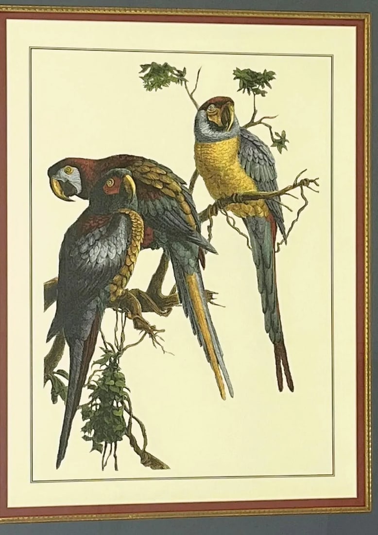 Vintage Pair of Realistic Parrot Prints Framed Under Glass- a Pair - 8