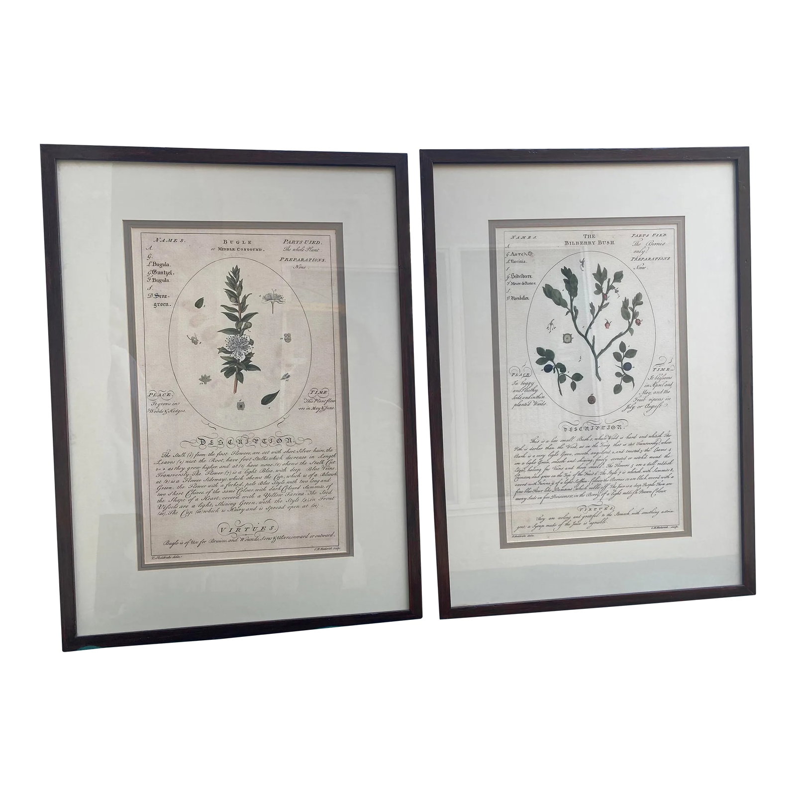 Large Botanicals With Aged Look -A Pair: Pair of fine mounted organic botanical wall art in brown painted and lightly varnished metal frames. Herb names are Bugle(Middle Consound) and Bilberry Bush. Also available in separate listing is a