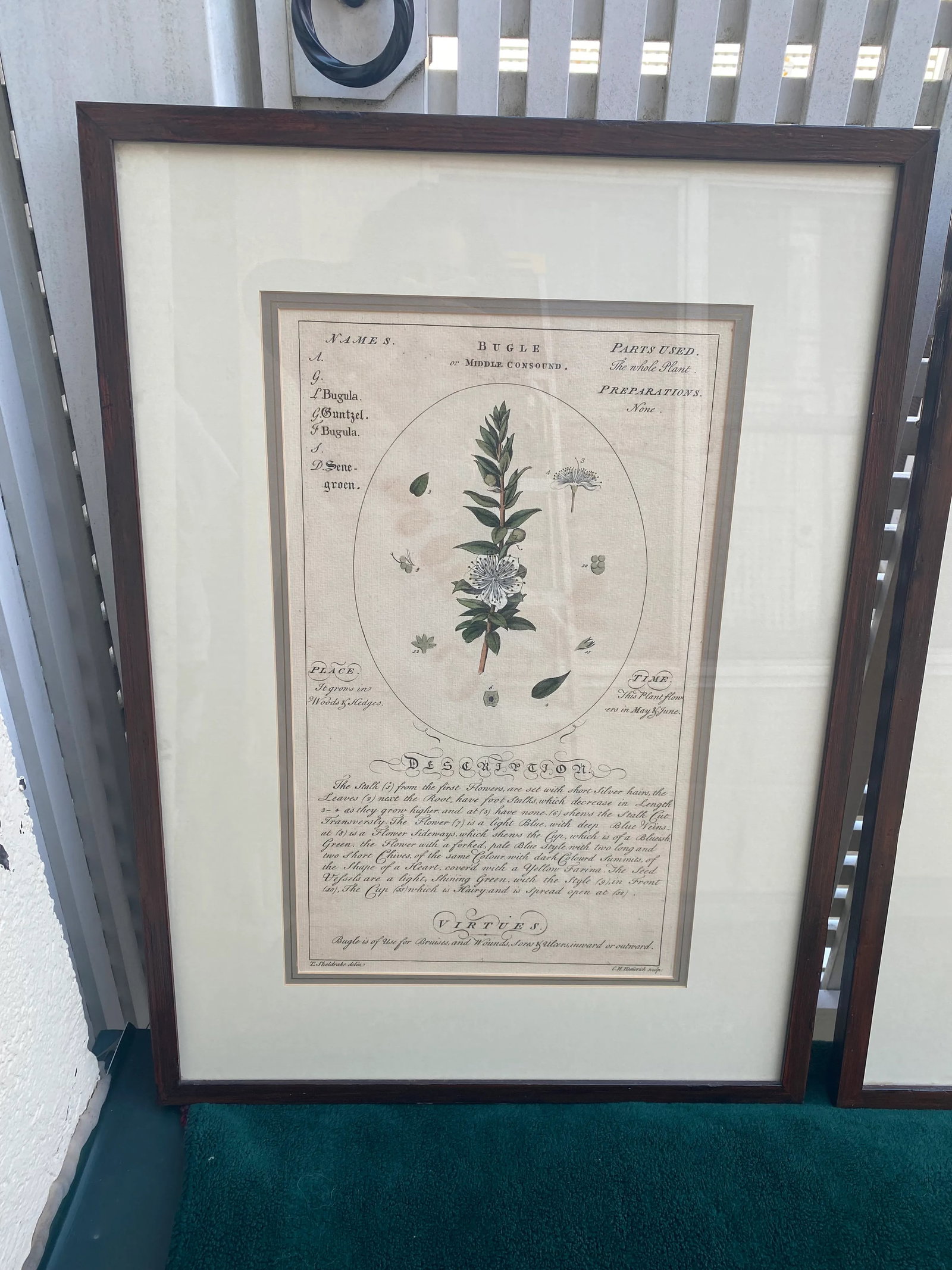 Large Botanicals With Aged Look -A Pair - 2