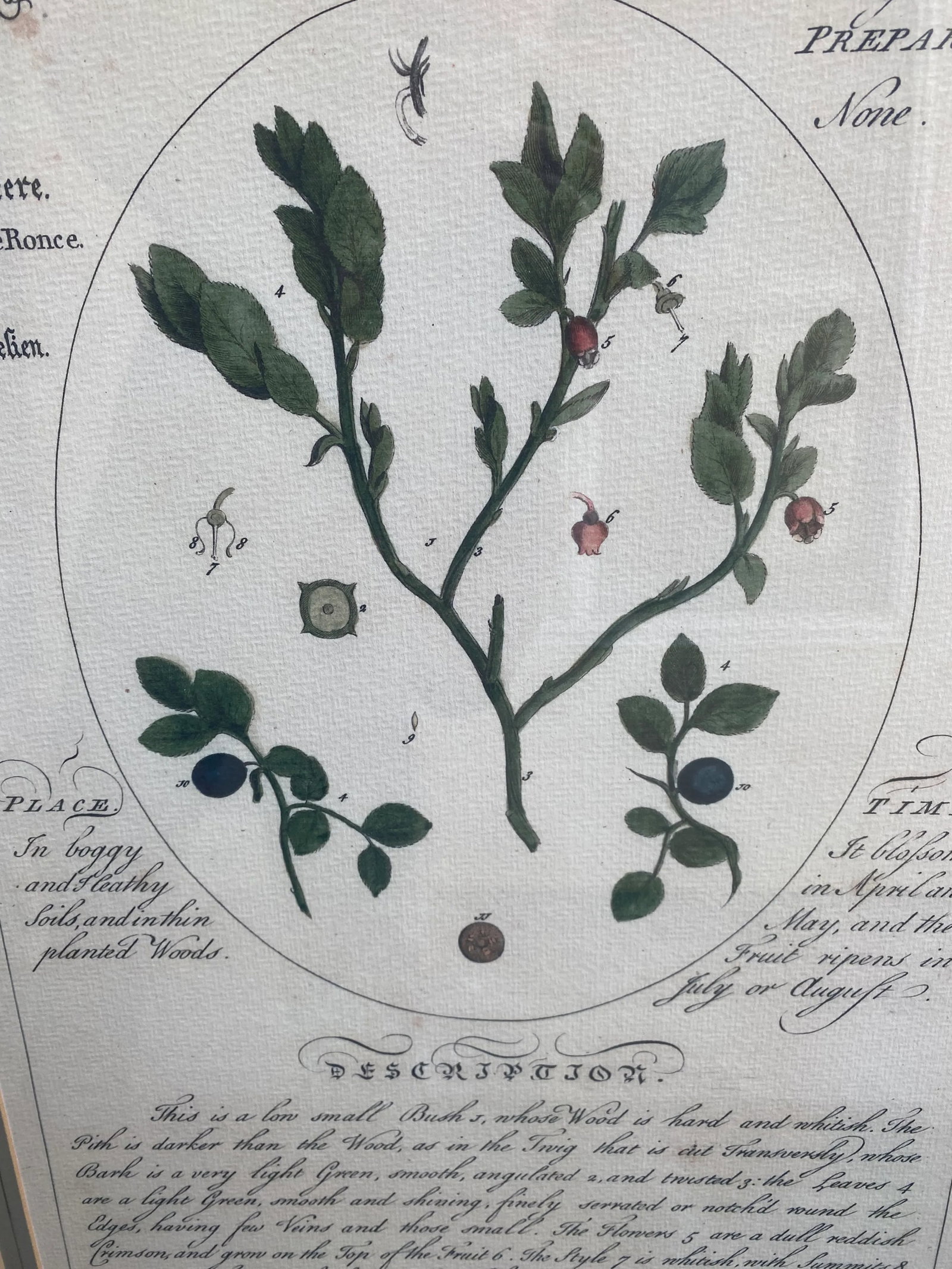 Large Botanicals With Aged Look -A Pair - 3