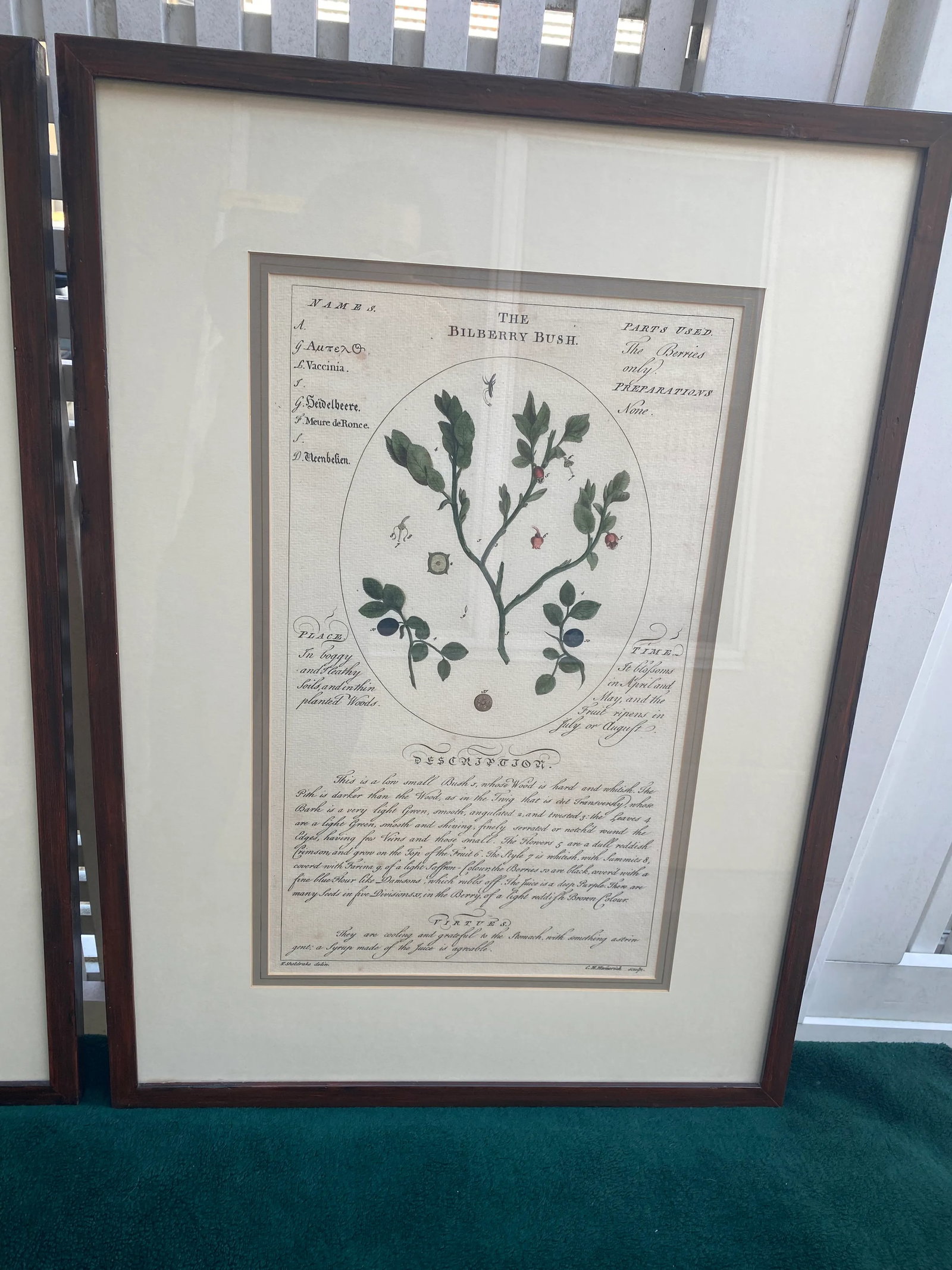 Large Botanicals With Aged Look -A Pair - 4