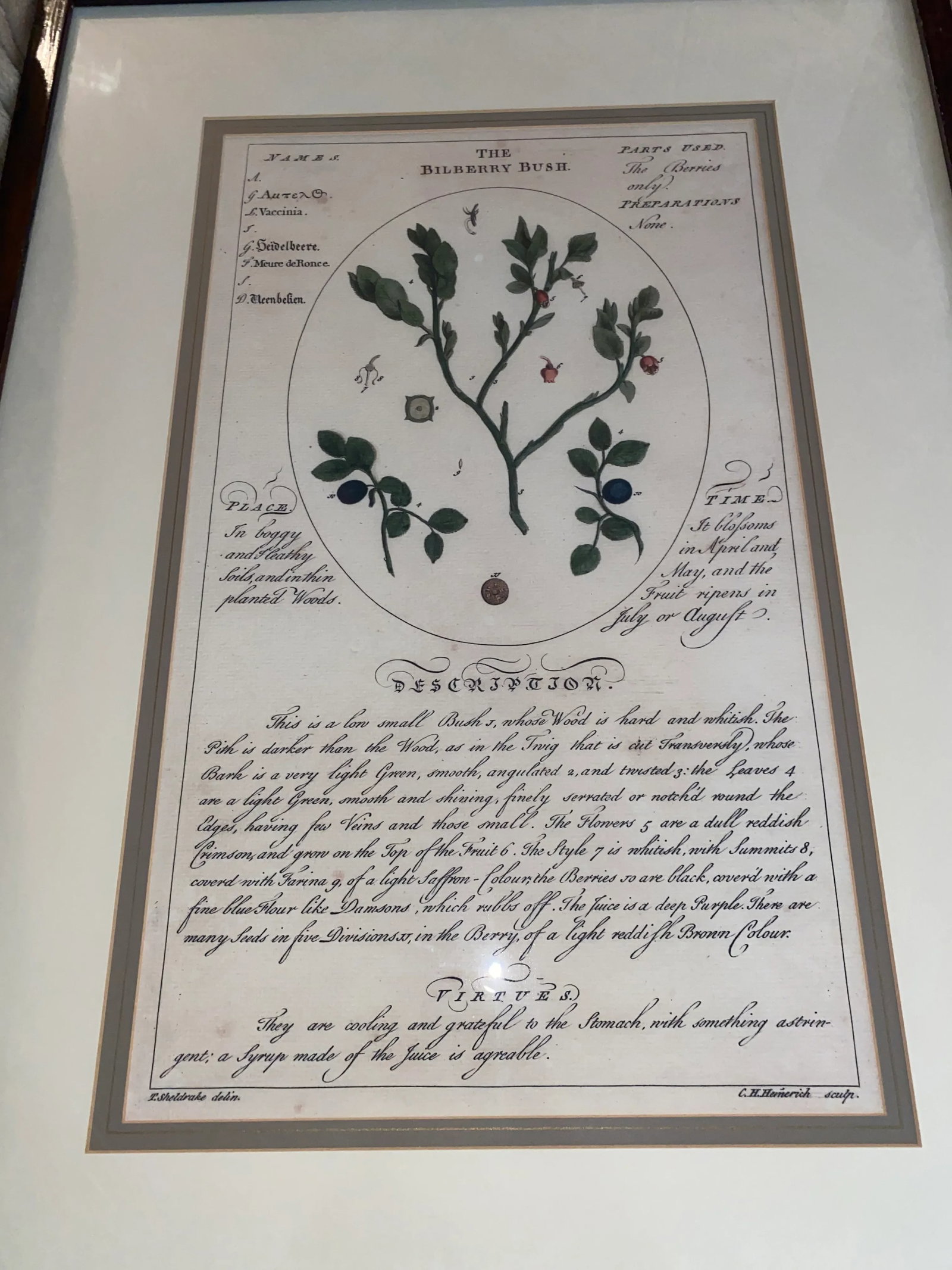 Large Botanicals With Aged Look -A Pair - 5