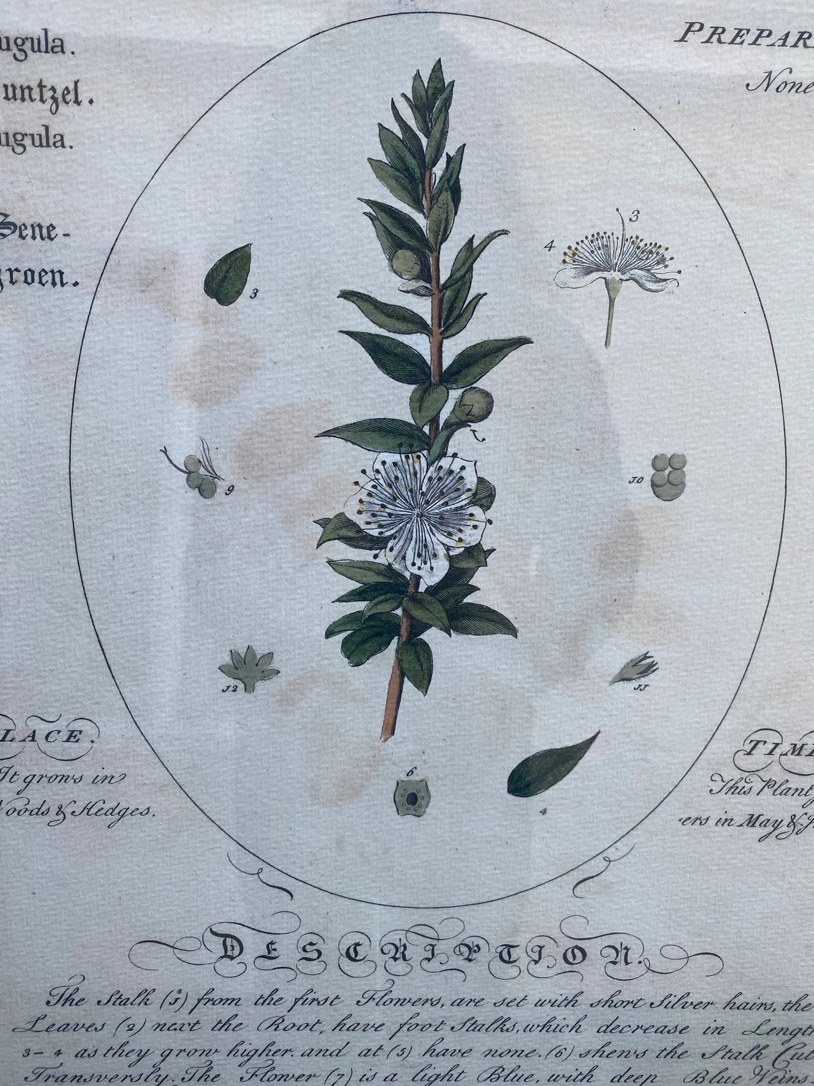 Large Botanicals With Aged Look -A Pair - 6