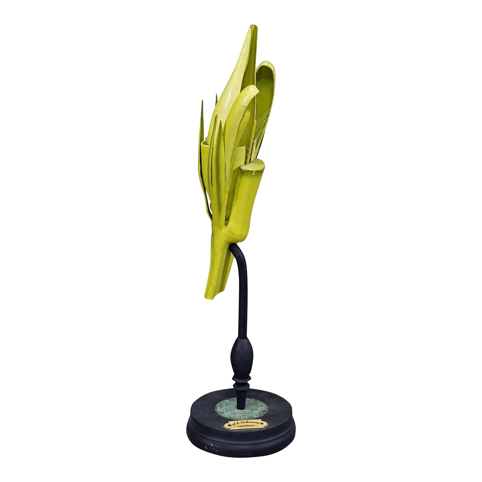 19th Century Botanic Model by Robert Brendel - Barley (1 of 7)