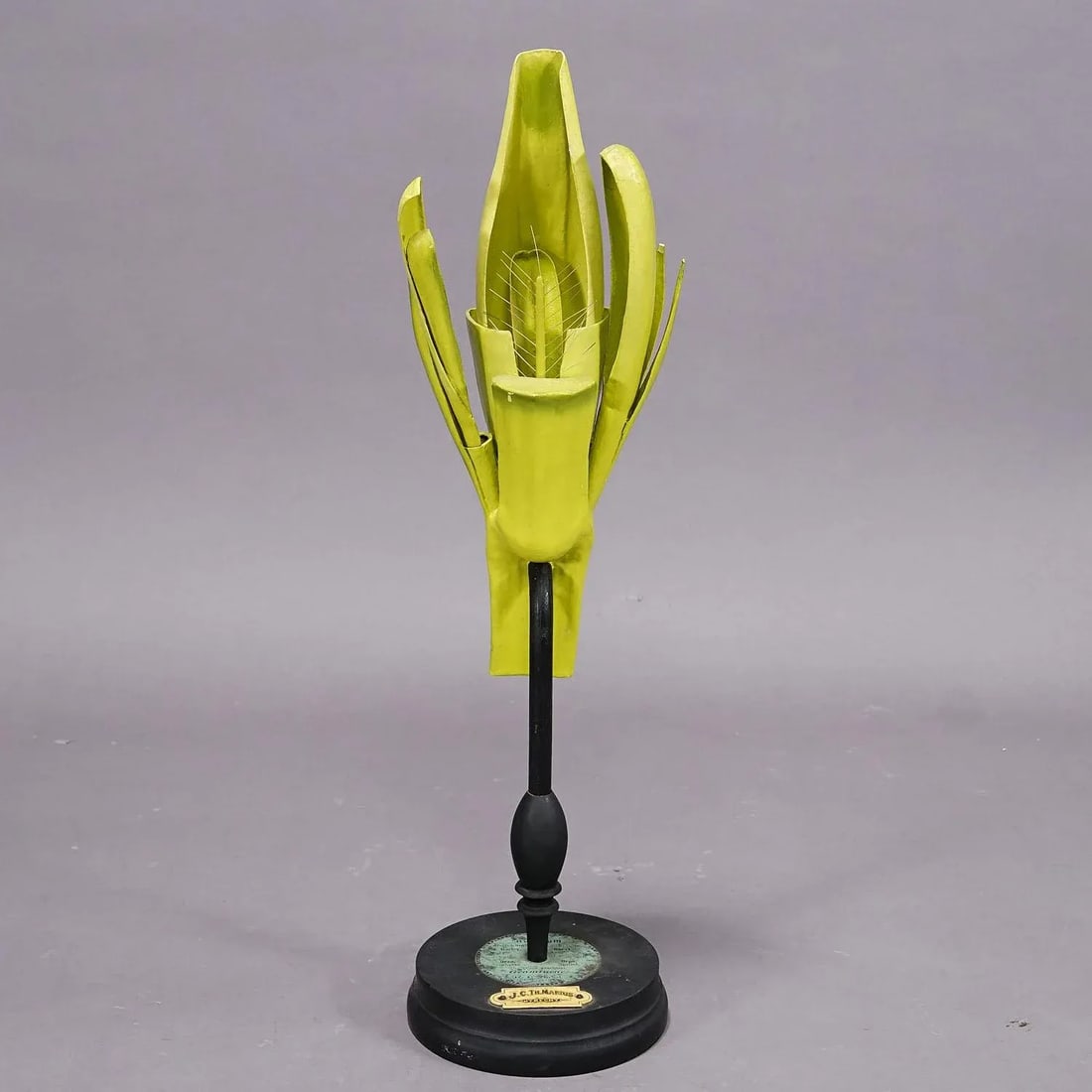 19th Century Botanic Model by Robert Brendel - Barley - 4