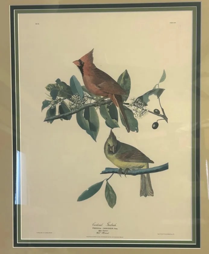 Vintage Audubon Society Cardinal & Grosbeak Framed Print - 24x29 Bird Art - 2
